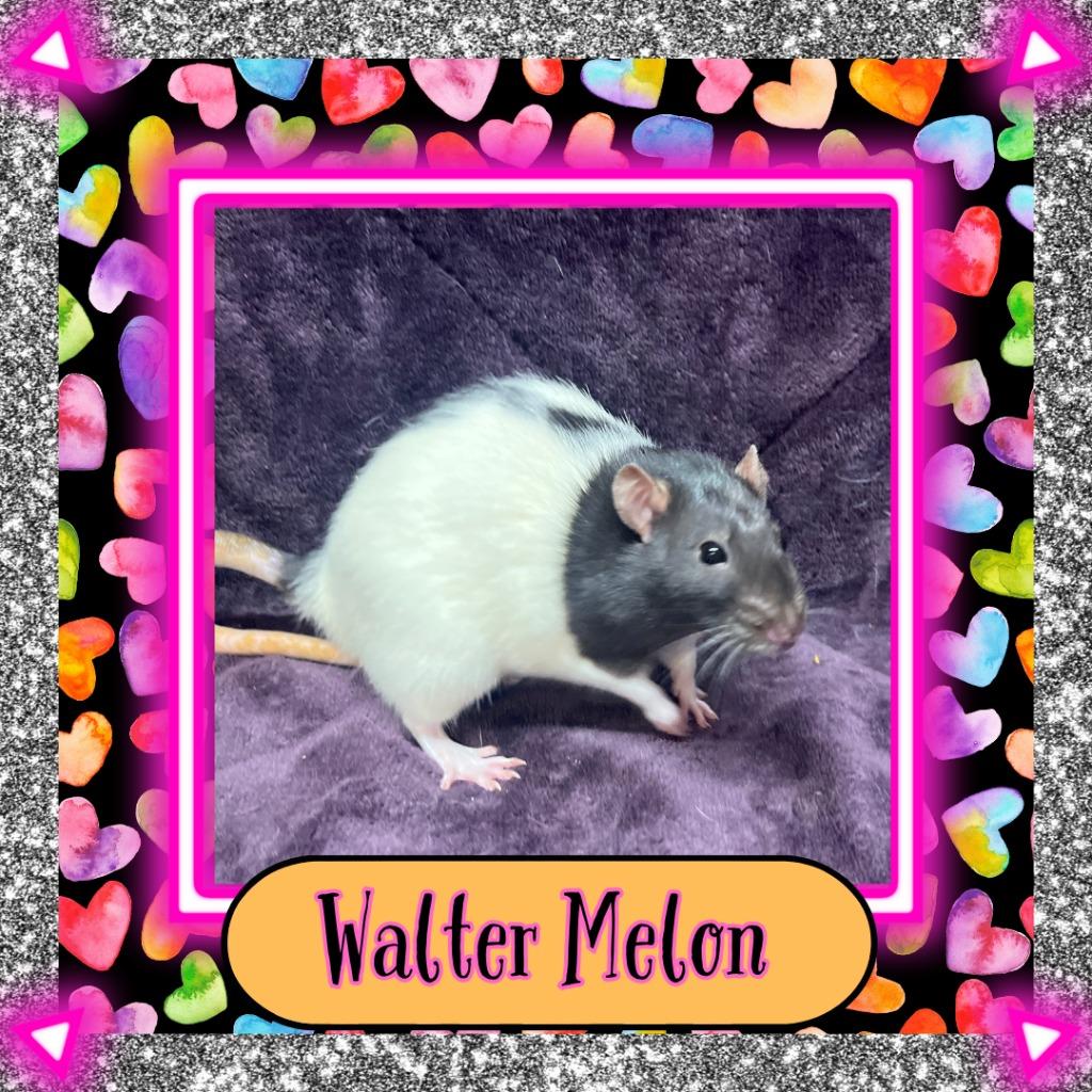 Enlarge Walter Melon, a Adopted Rat in Elizabethtown, KY image 3/5