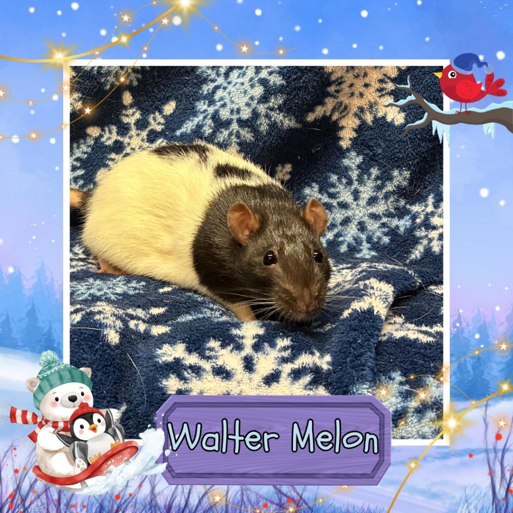 Enlarge Walter Melon, a Adopted Rat in Elizabethtown, KY image 4/5