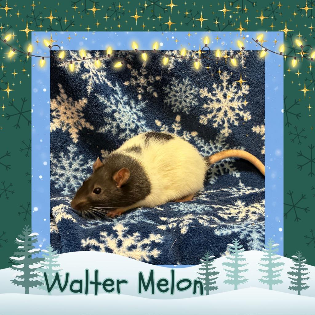 Enlarge Walter Melon, a Adopted Rat in Elizabethtown, KY image 5/5