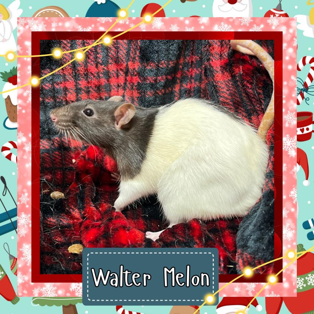 Enlarge Walter Melon, a Adoptable Rat in Elizabethtown, KY image 2/2