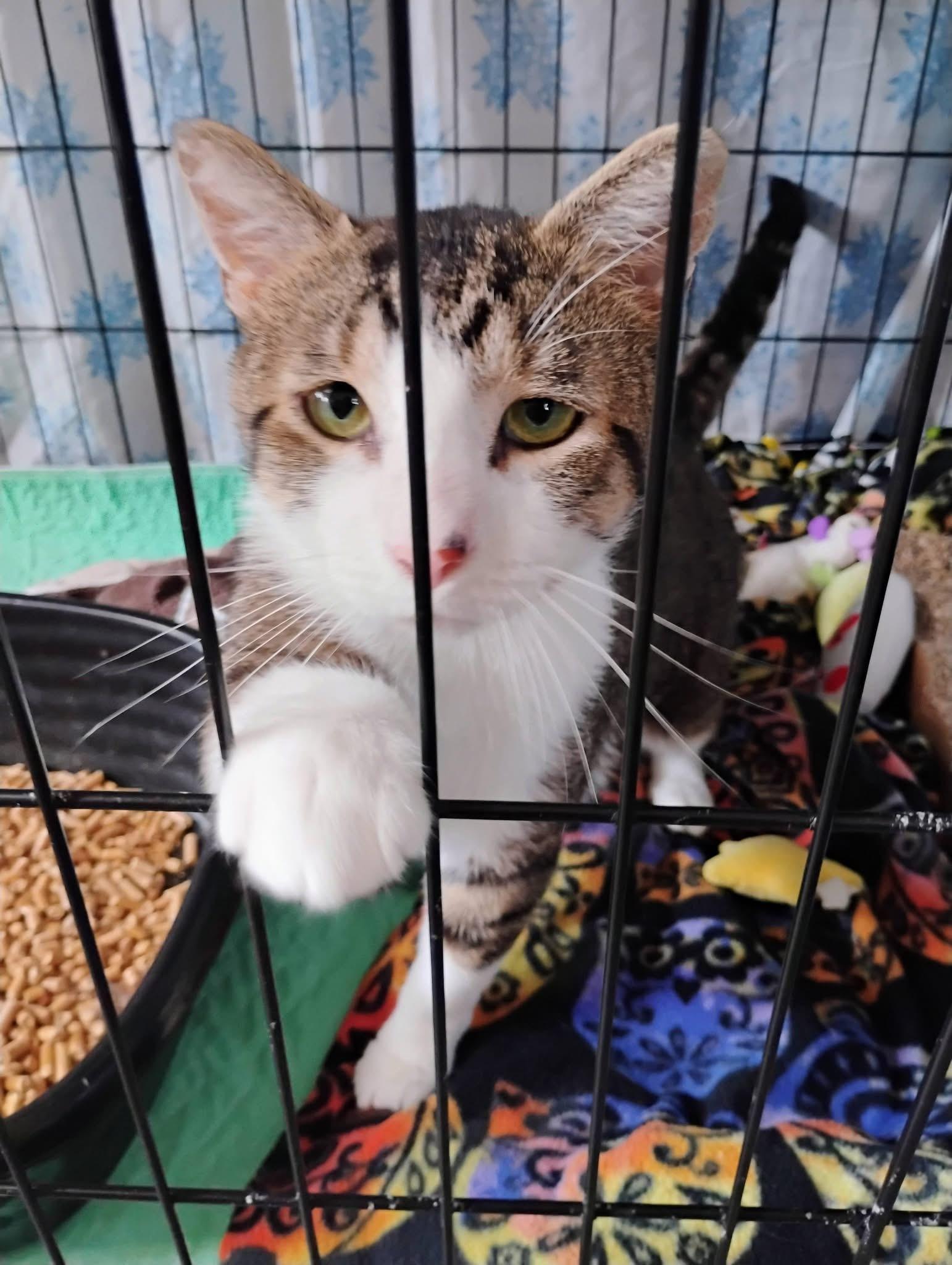 Enlarge Fireman Sam, a ADOPTABLE mixed breed in Saginaw, MI image 2/3