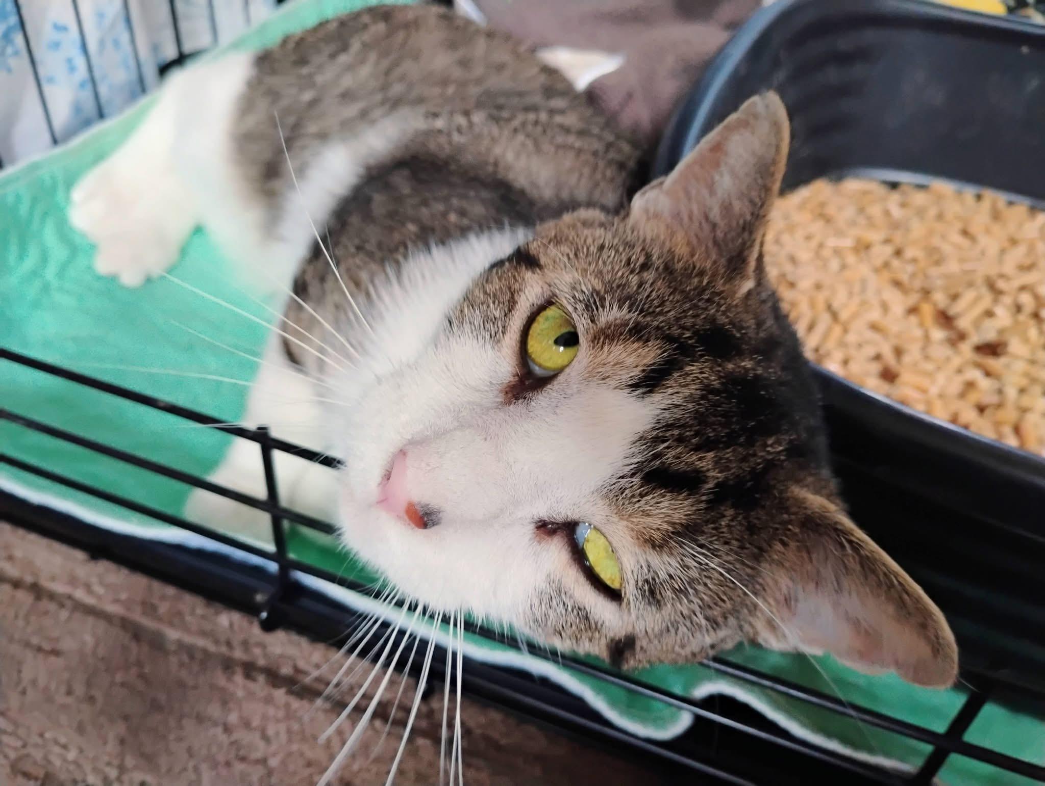 Enlarge Fireman Sam, a ADOPTABLE mixed breed in Saginaw, MI image 3/3