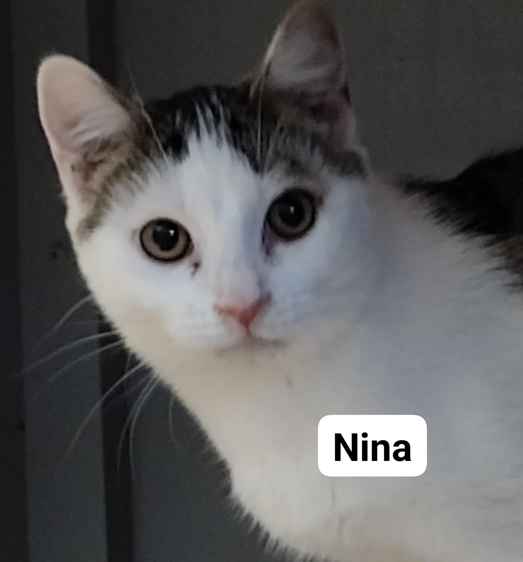 Nina, Young Female Domestic Short Hair