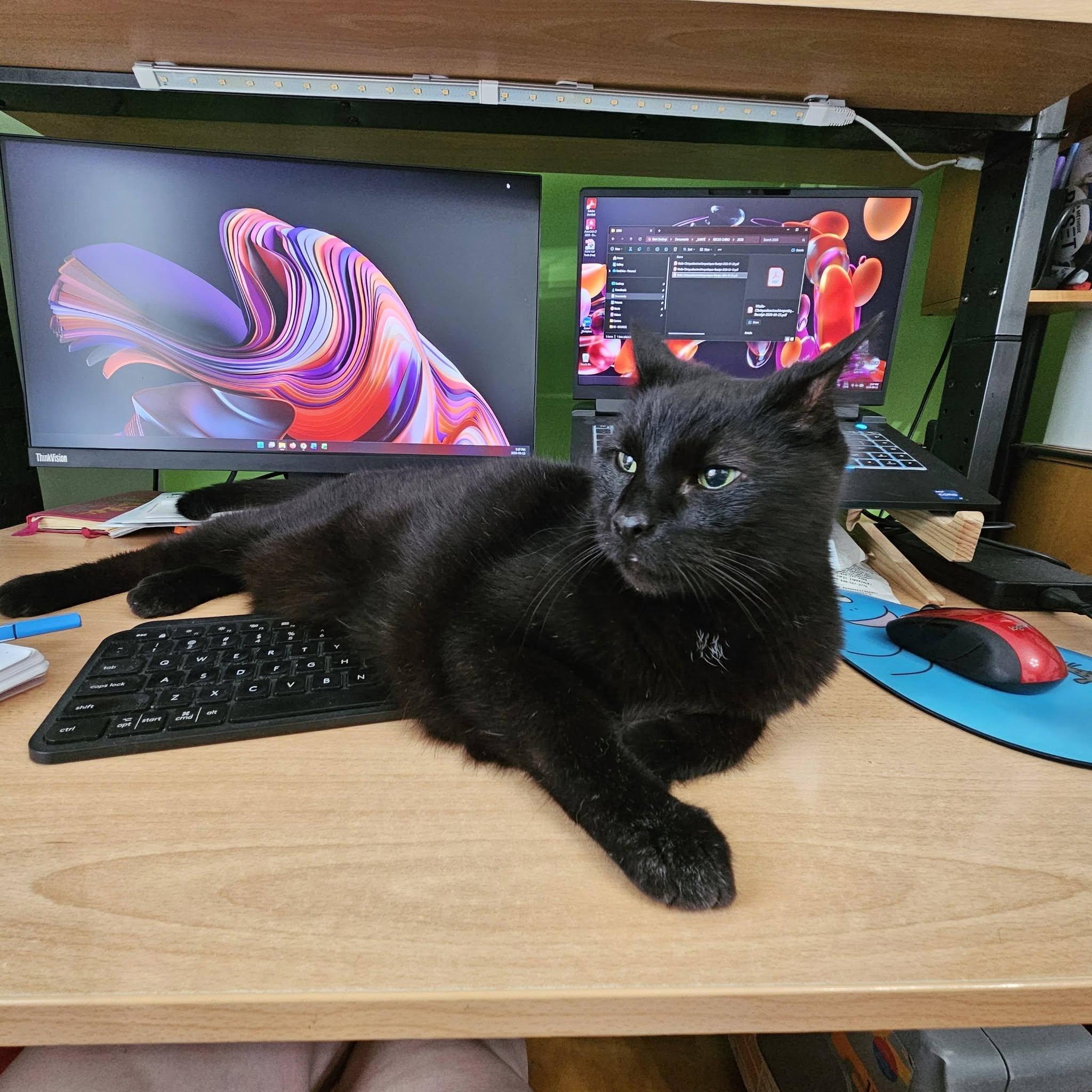 Enlarge Pumba, a Adoptable Domestic Medium Hair in Verdun, QC image 1/1