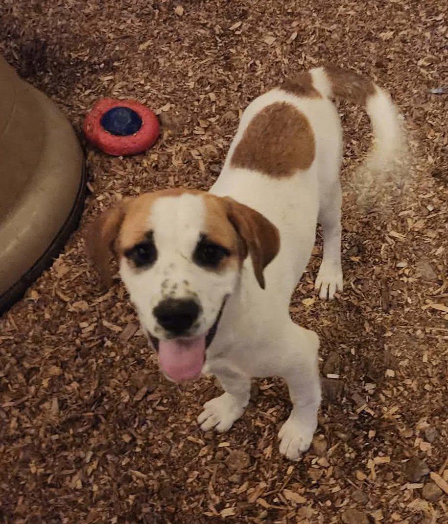 Enlarge CHAI, a Adoptable mixed breed in East Flat Rock, NC image 6/6