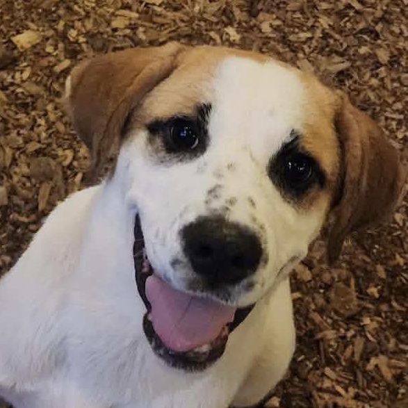 CHAI, Adoptable, Puppy Male Beagle.