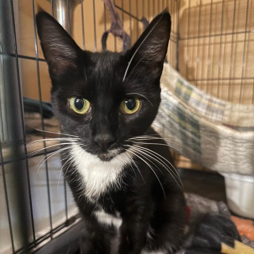 Enlarge Kimmie, a Adoptable Domestic Short Hair in North Myrtle Beach, SC image 1/1