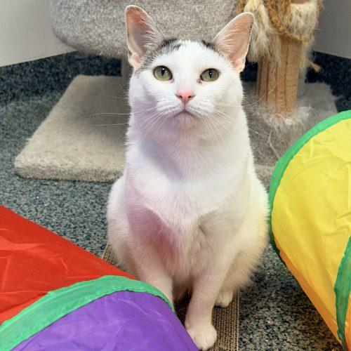 Lola, Adoptable, Adult Female Domestic Short Hair.