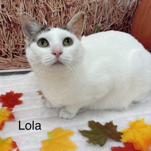 Enlarge Lola, a Adoptable Domestic Short Hair in Fishers, IN image 2/2