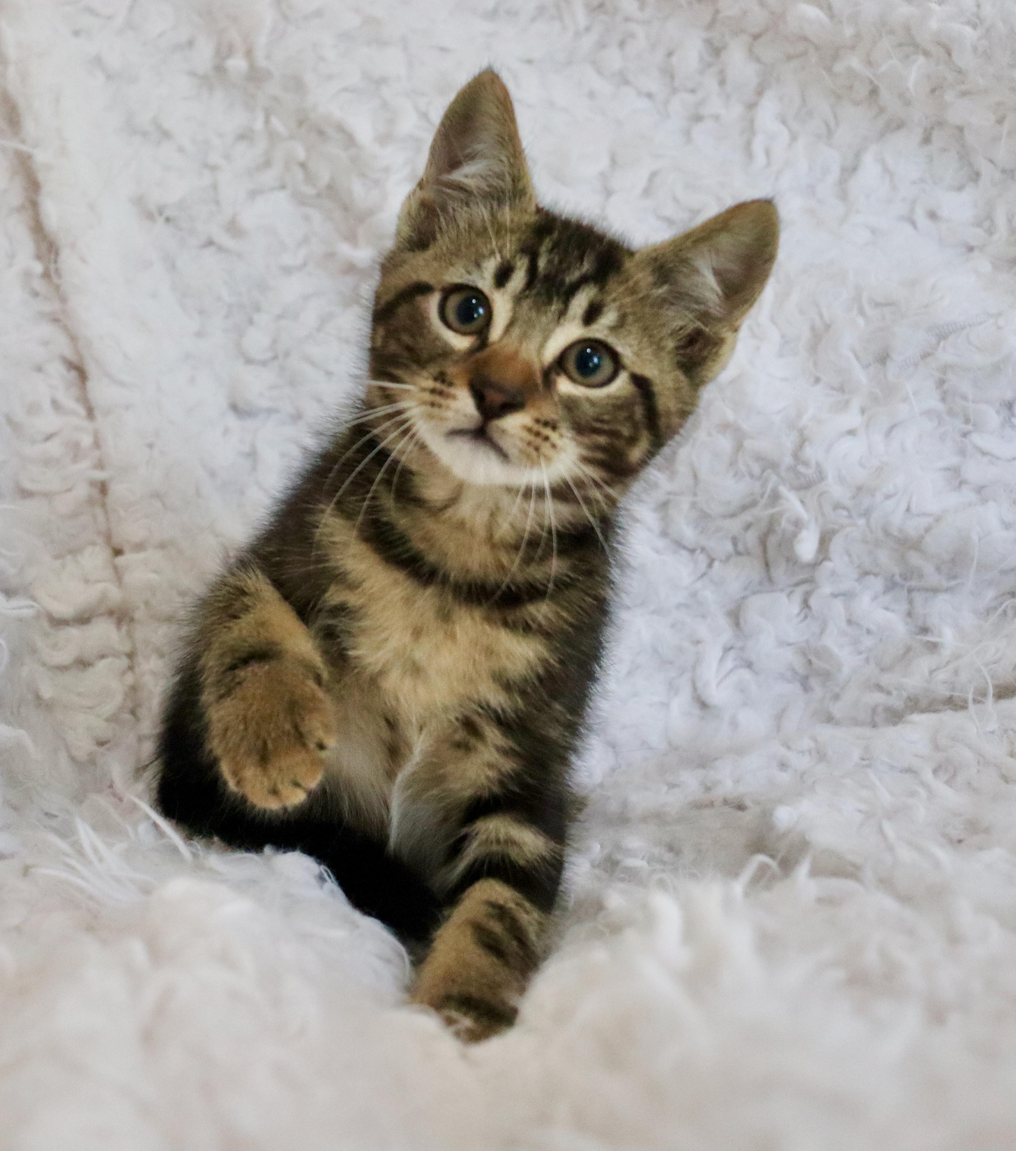 Enlarge Mango Mango, an adopted mixed breed in Saint Augustine, FL image 4/6