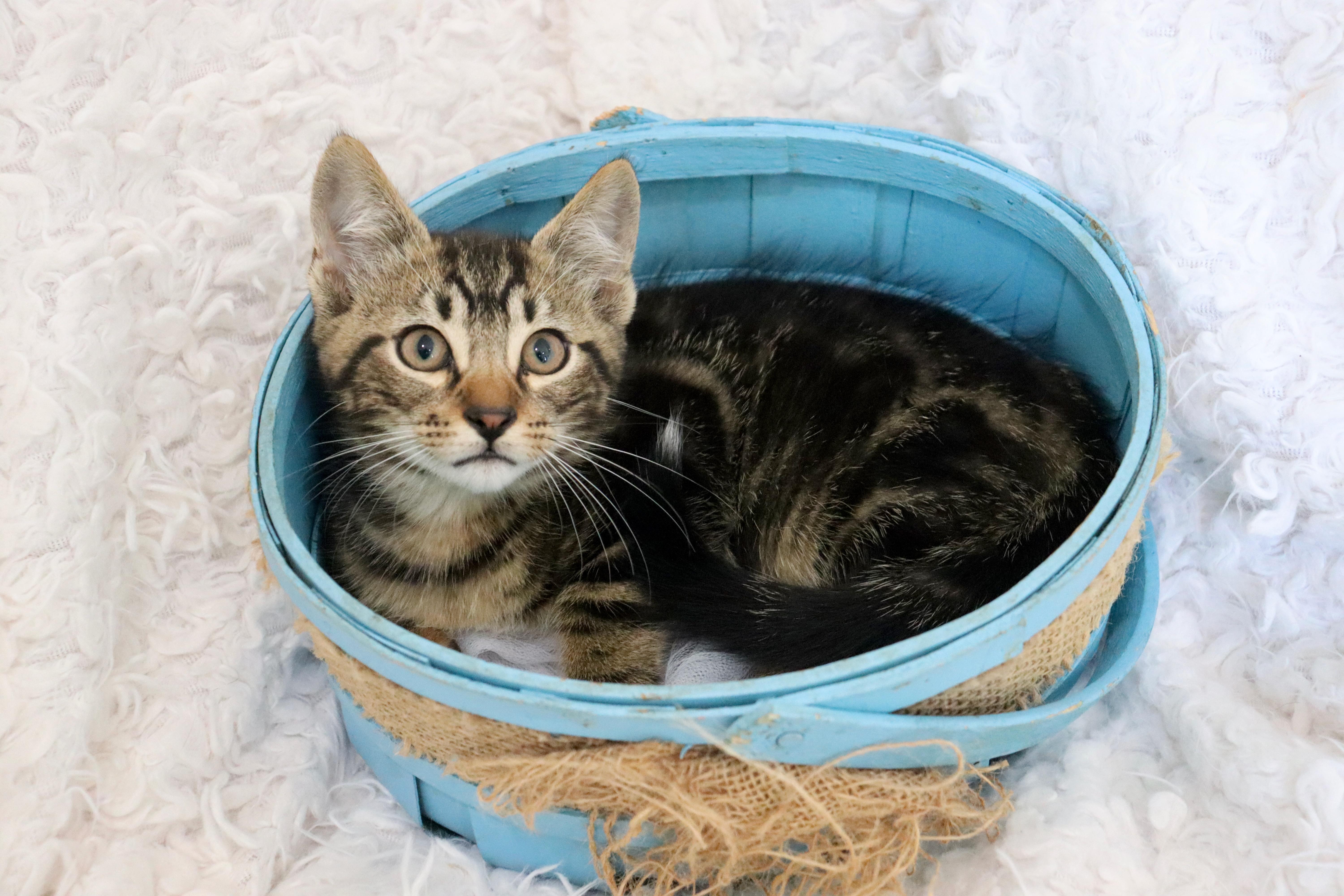 Enlarge Mango Mango, an adopted mixed breed in Saint Augustine, FL image 5/6