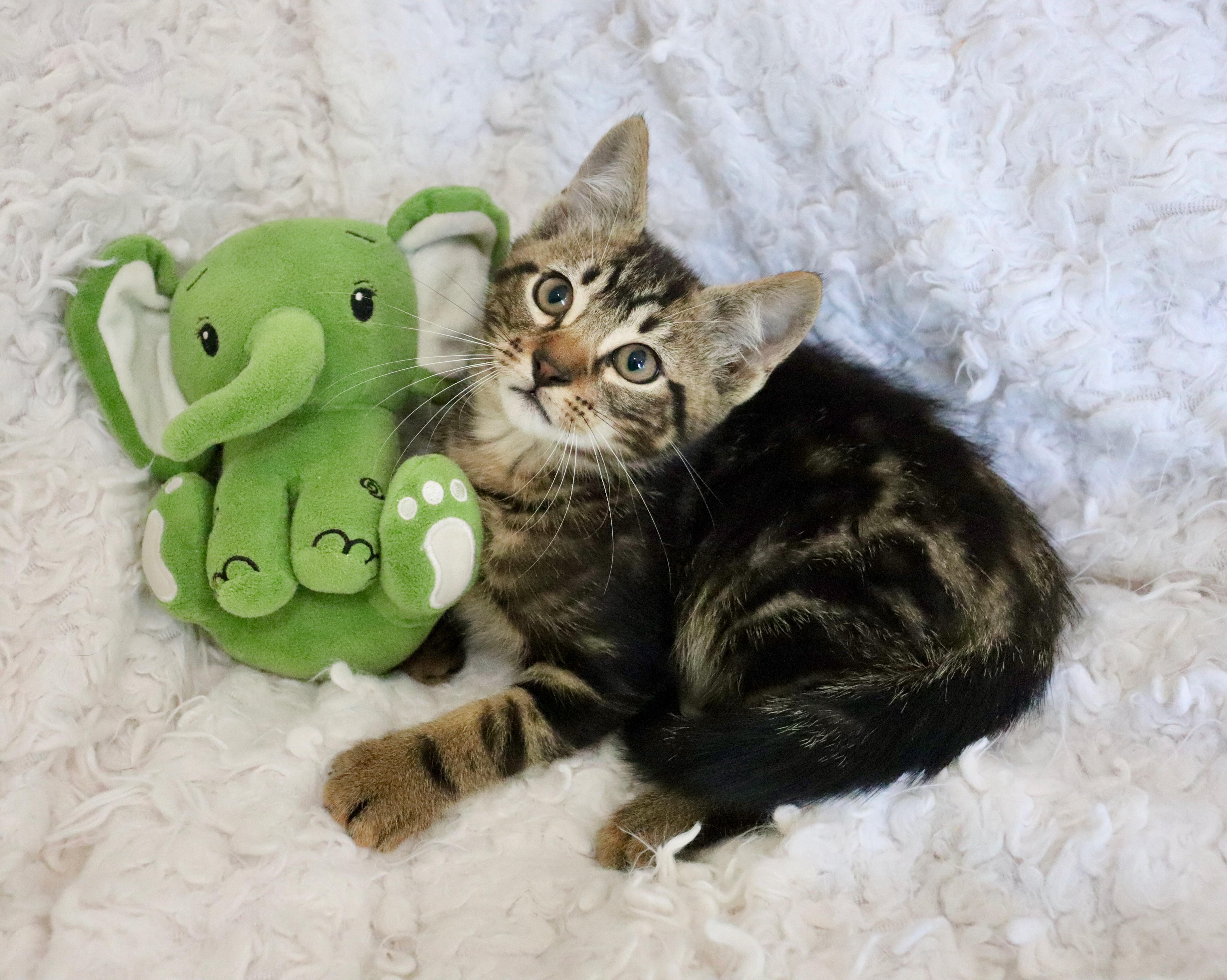 Mango Mango, adopted, Kitten Male Tabby.