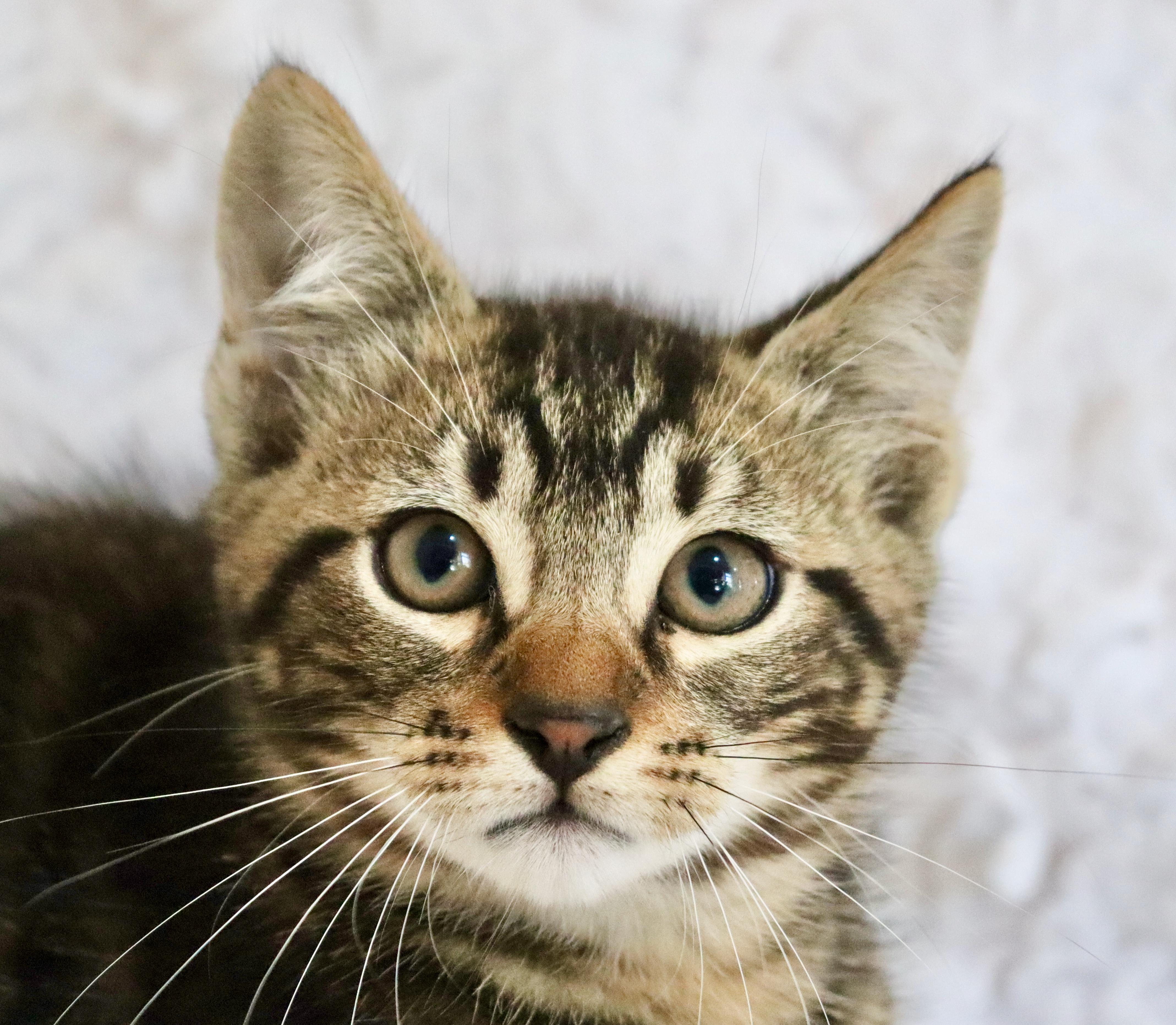 Enlarge Mango Mango, an adopted mixed breed in Saint Augustine, FL image 2/6