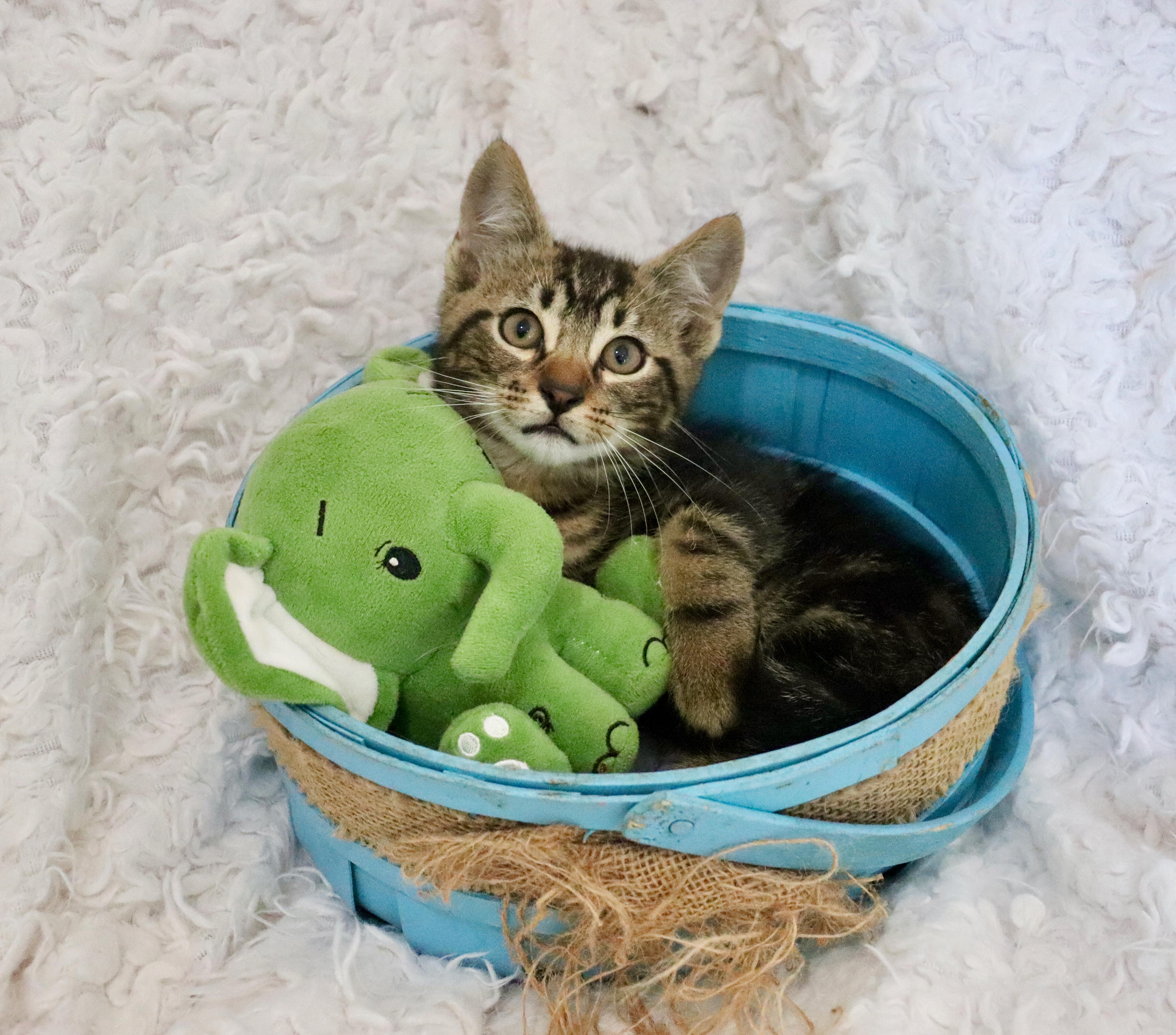 Enlarge Mango Mango, an adopted mixed breed in Saint Augustine, FL image 6/6