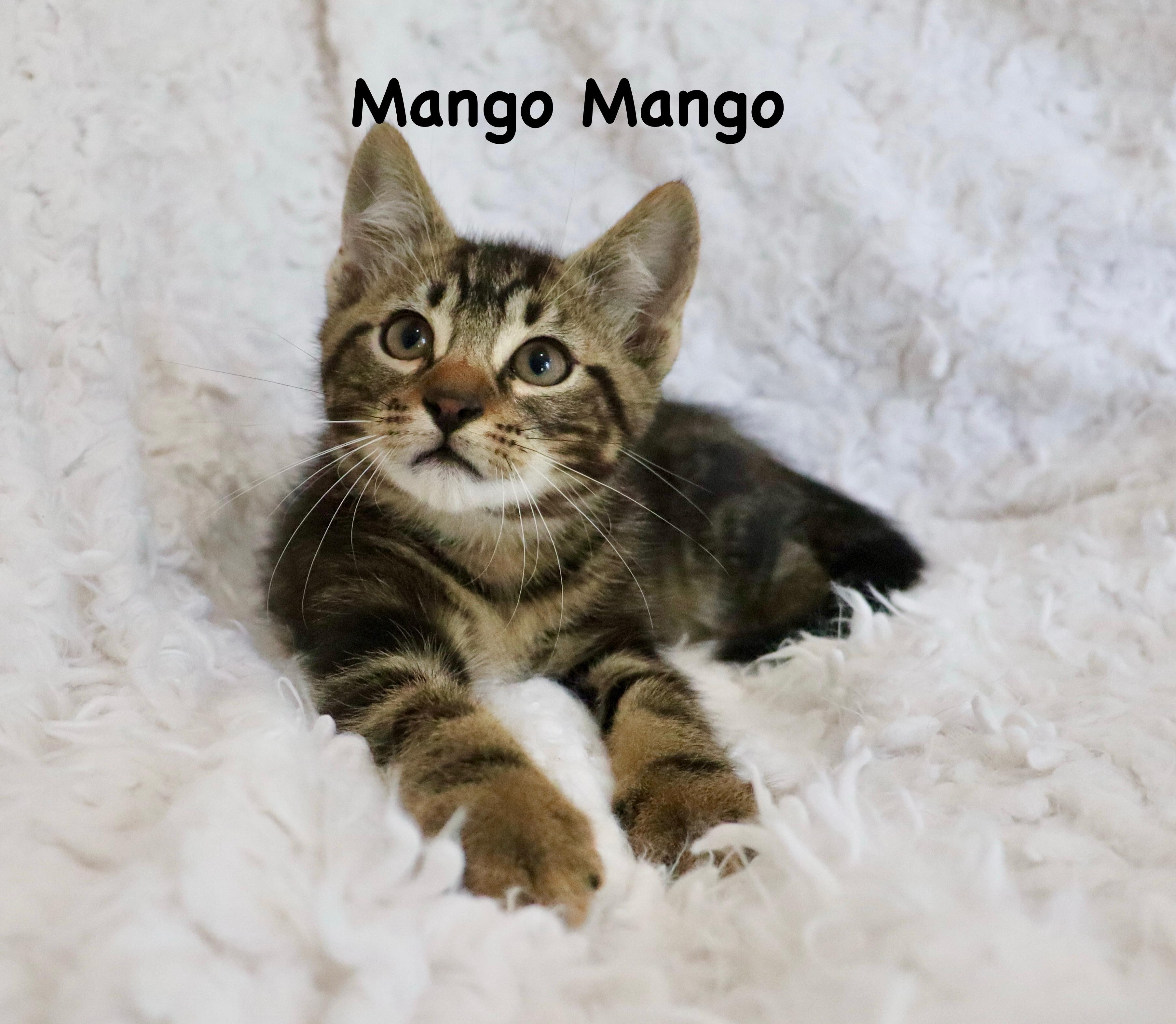 Enlarge Mango Mango, an adopted mixed breed in Saint Augustine, FL image 3/6