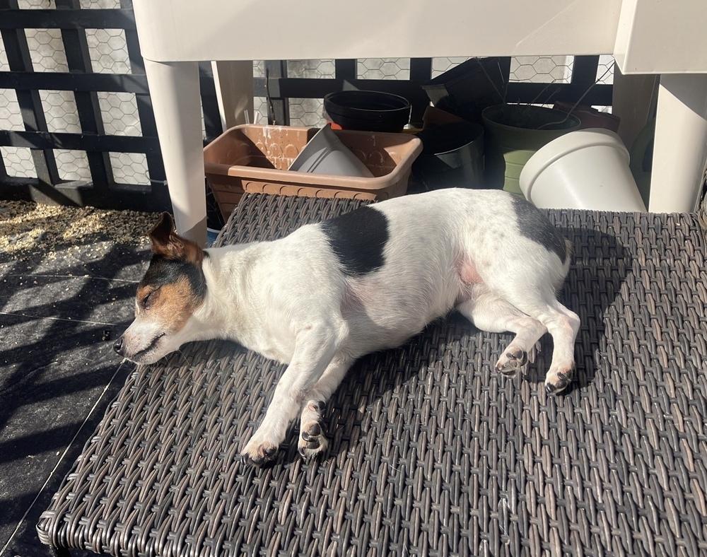 Enlarge Hattie, a Adoptable Jack Russell Terrier in New York, NY image 1/6