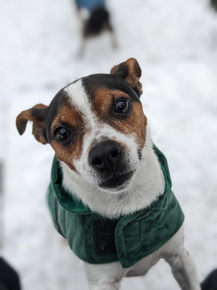 Enlarge Hattie, a Adoptable Jack Russell Terrier in New York, NY image 3/6