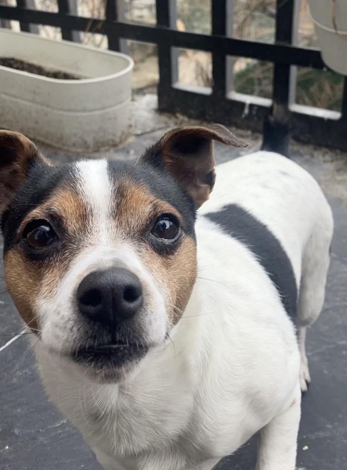 Enlarge Hattie, a Adoptable Jack Russell Terrier in New York, NY image 4/6