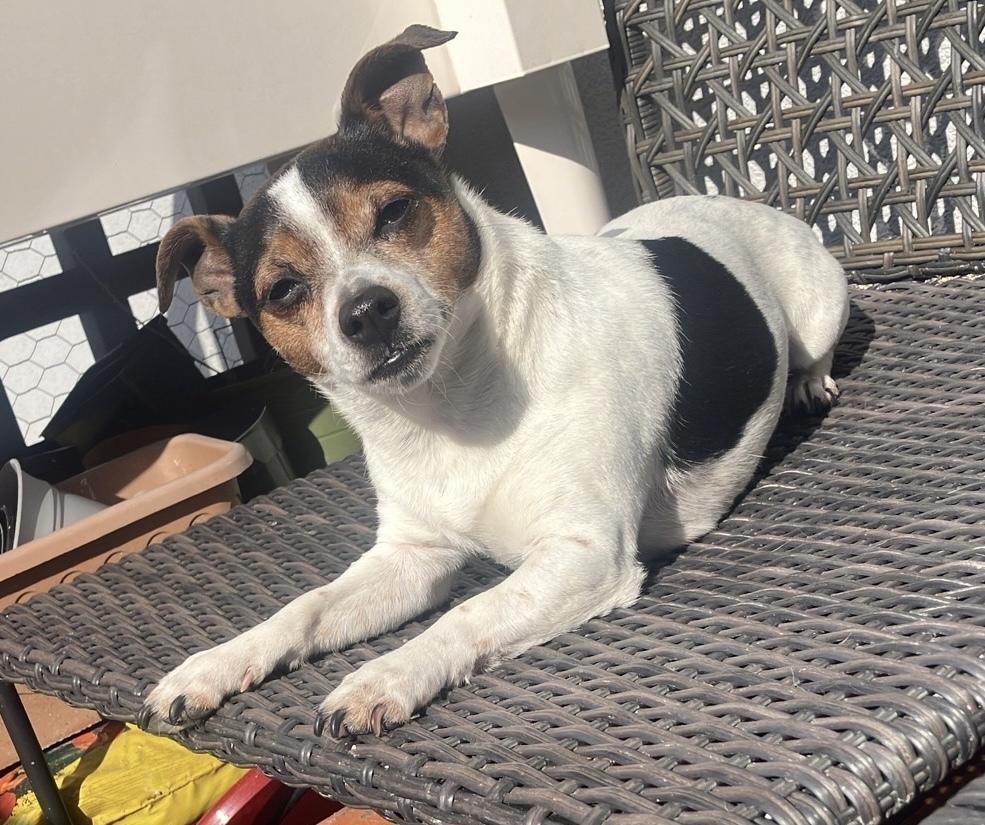 Enlarge Hattie, a Adoptable Jack Russell Terrier in New York, NY image 5/6