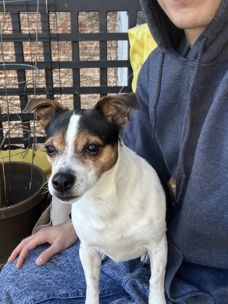 Enlarge Hattie, a Adoptable Jack Russell Terrier in New York, NY image 6/6
