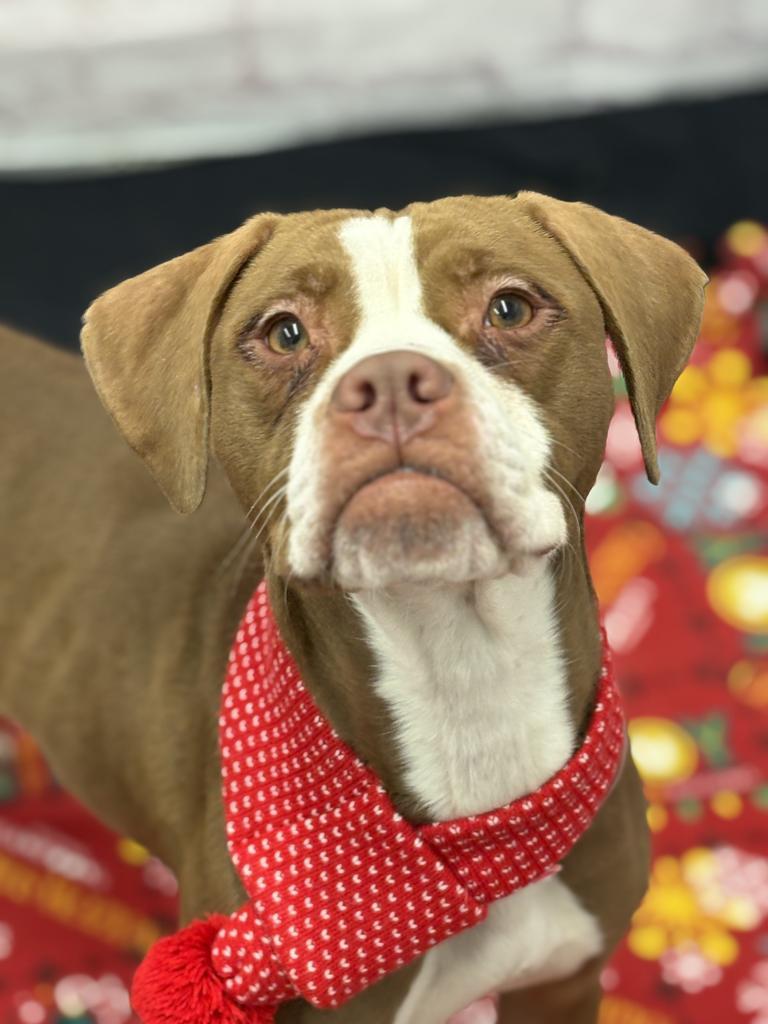 Karen Wheeler, Adoptable, Young Female Mixed Breed.