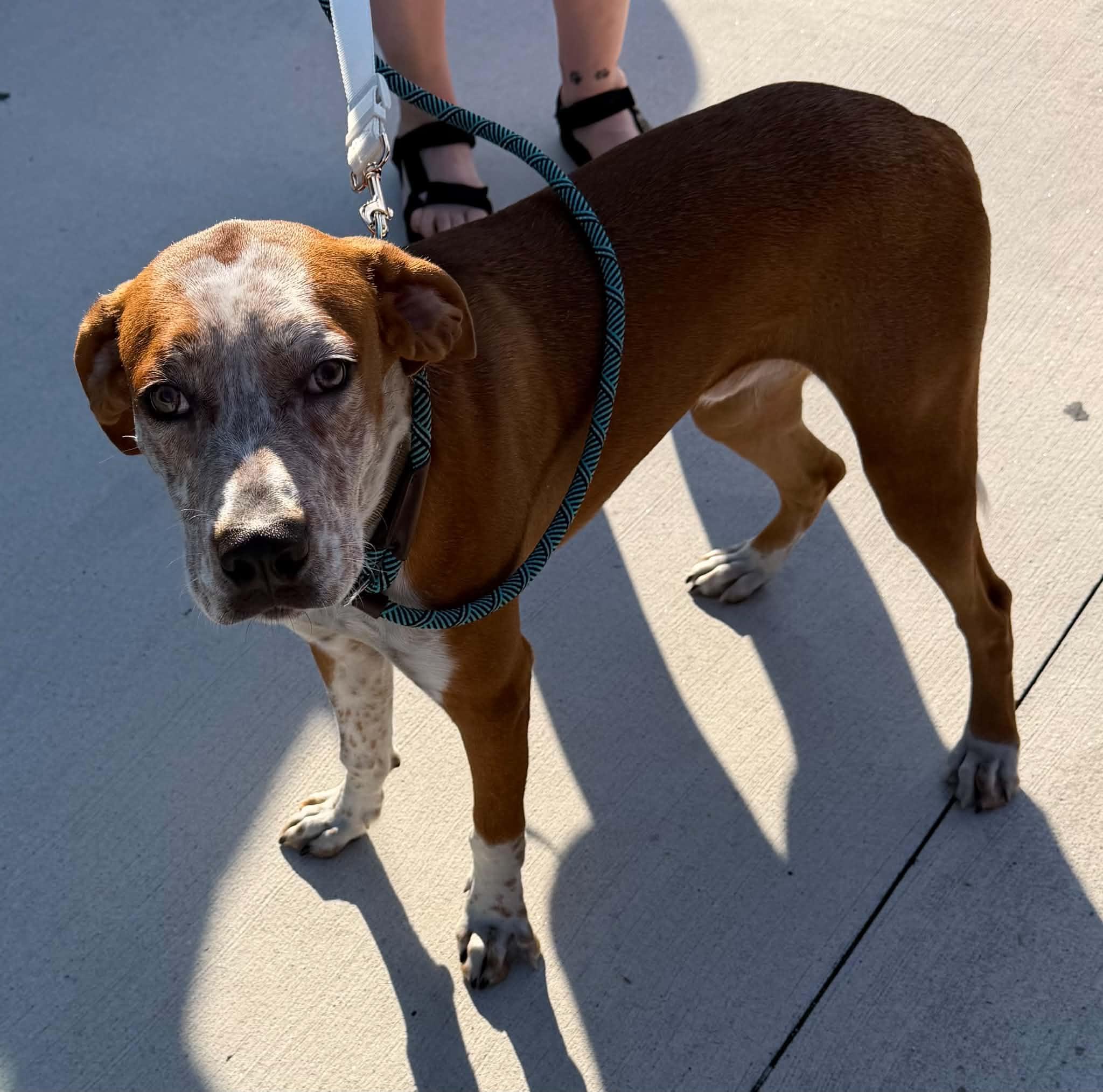 Enlarge Hammond, a Adoptable mixed breed in Sheboygan, WI image 2/3