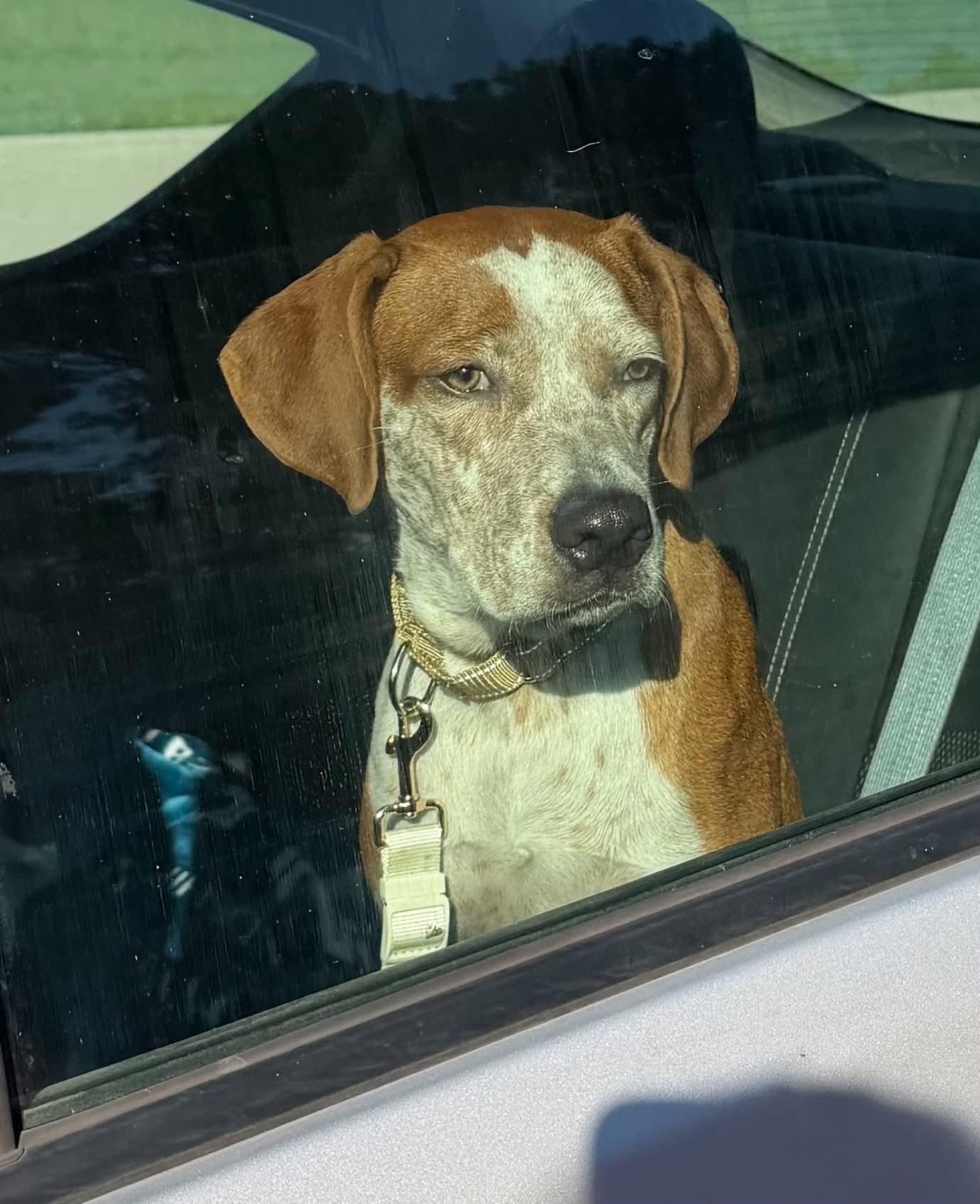 Hammond, Adoptable, Adult Male Australian Cattle Dog / Blue Heeler.