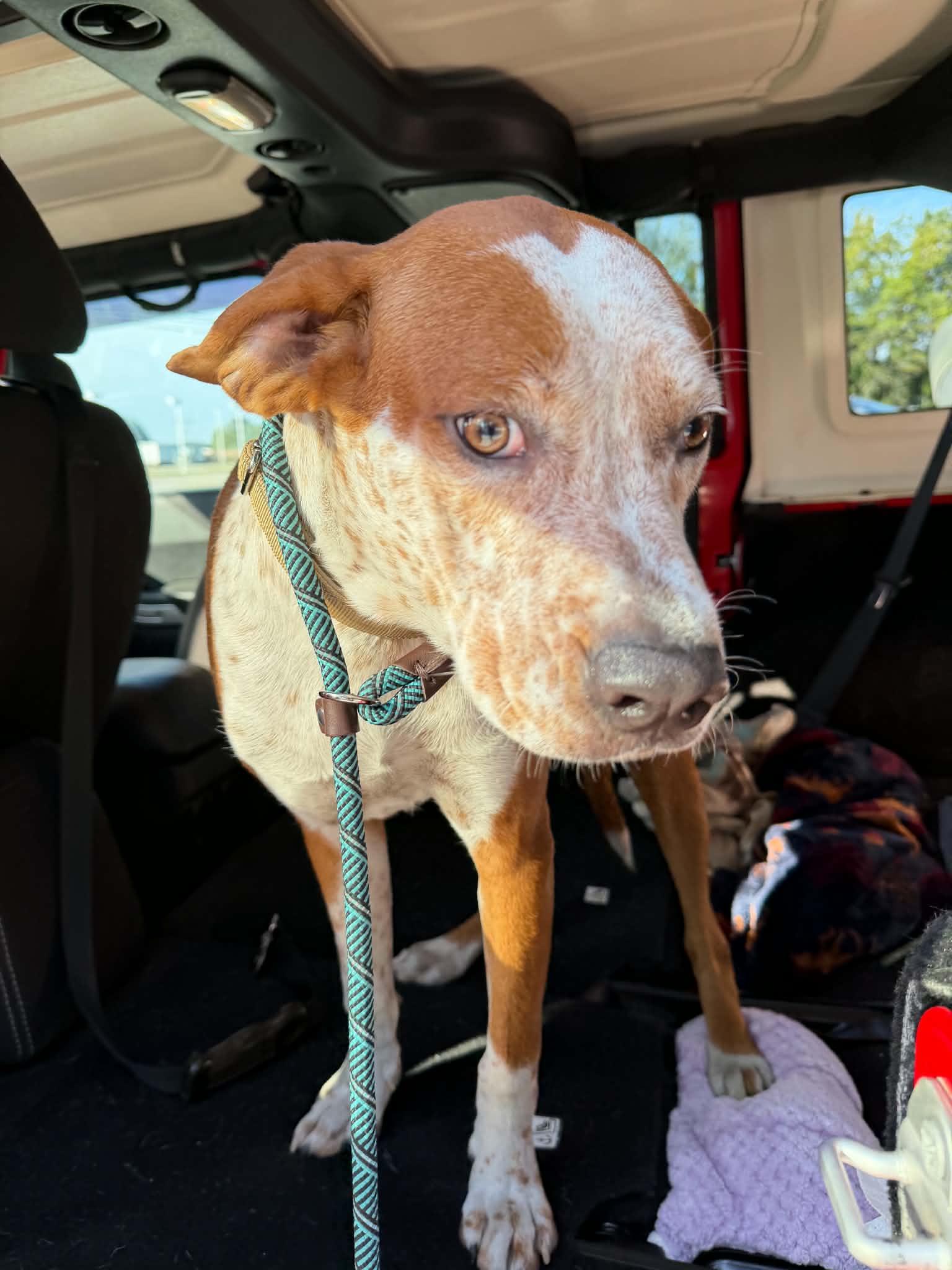 Enlarge Hammond, a Adoptable mixed breed in Sheboygan, WI image 3/3