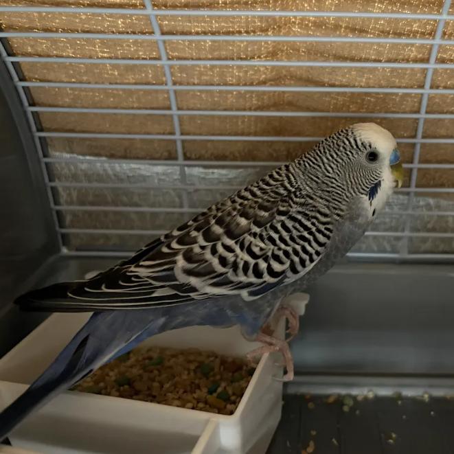 Enlarge Chinnu, a Adoptable Parakeet (Other) in South Elgin, IL image 1/3