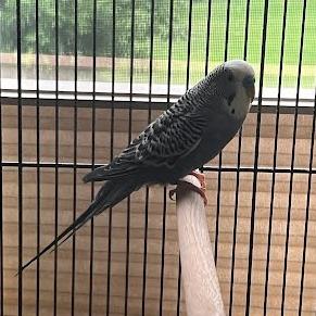 Enlarge Chinnu, a Adoptable Parakeet (Other) in South Elgin, IL image 2/3