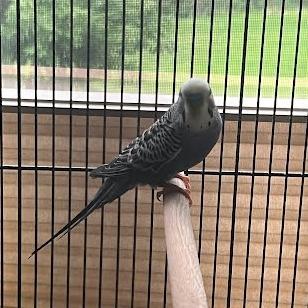 Enlarge Chinnu, a Adoptable Parakeet (Other) in South Elgin, IL image 3/3
