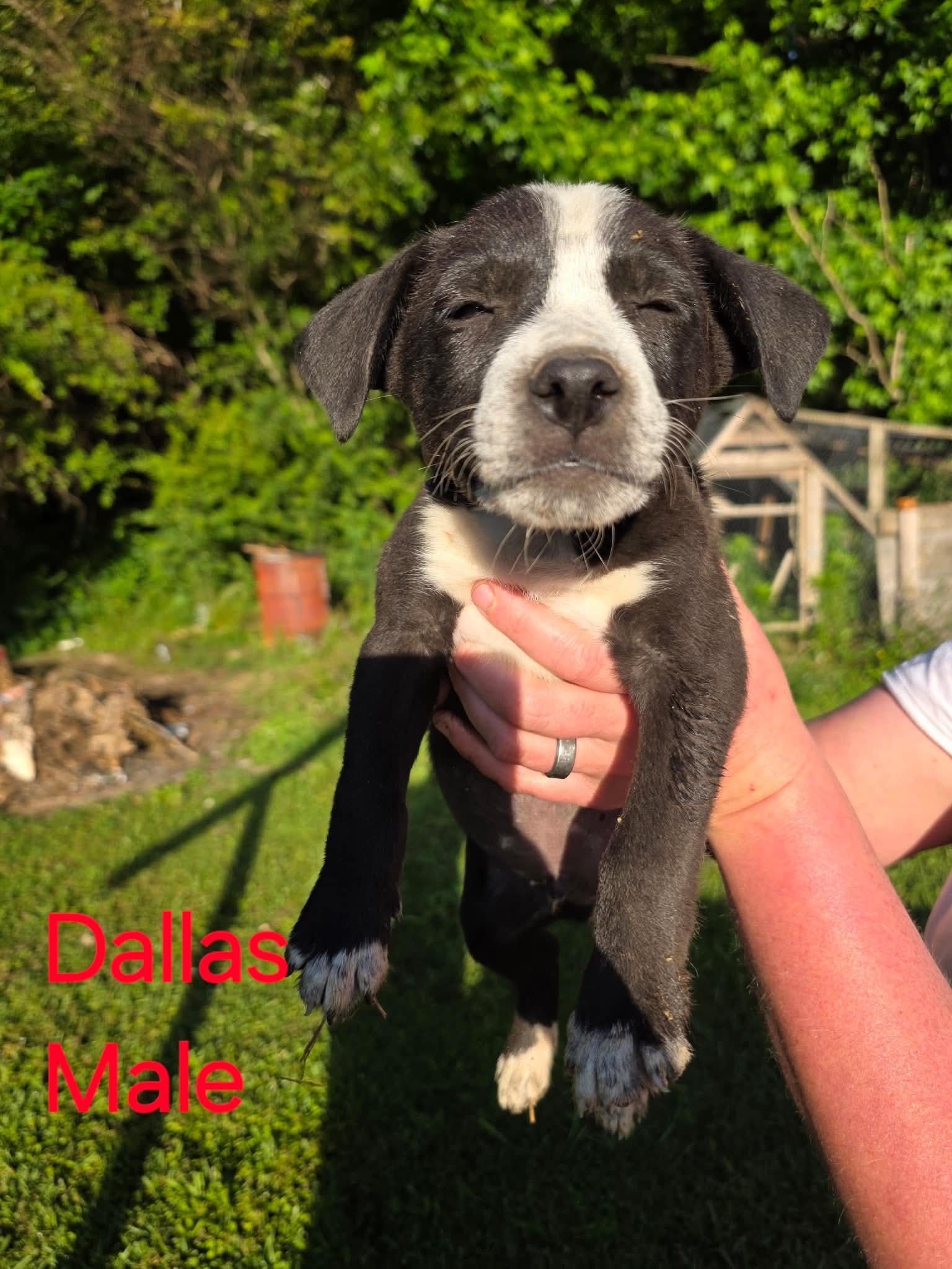 Enlarge Dallas, a Adoptable Australian Cattle Dog / Blue Heeler in Bradenton, FL image 1/1