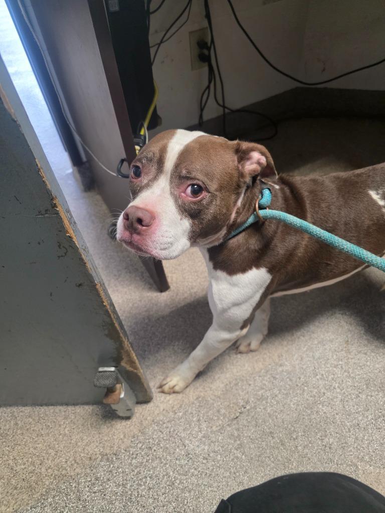 Enlarge Penny, a Adoptable Boston Terrier in Troy, OH image 1/1