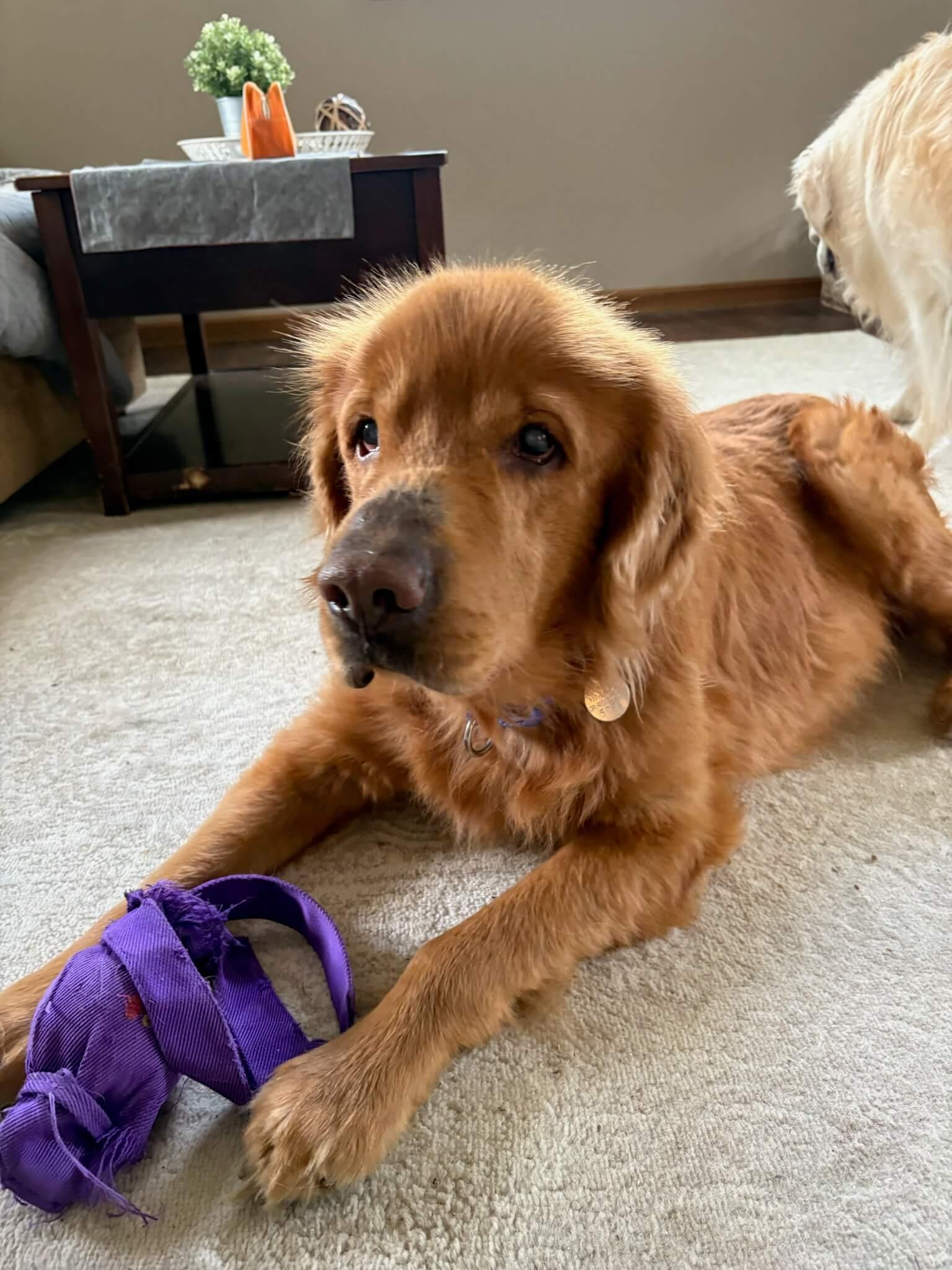 Enlarge Waylon, a ADOPTABLE Golden Retriever in Waterville, OH image 1/5