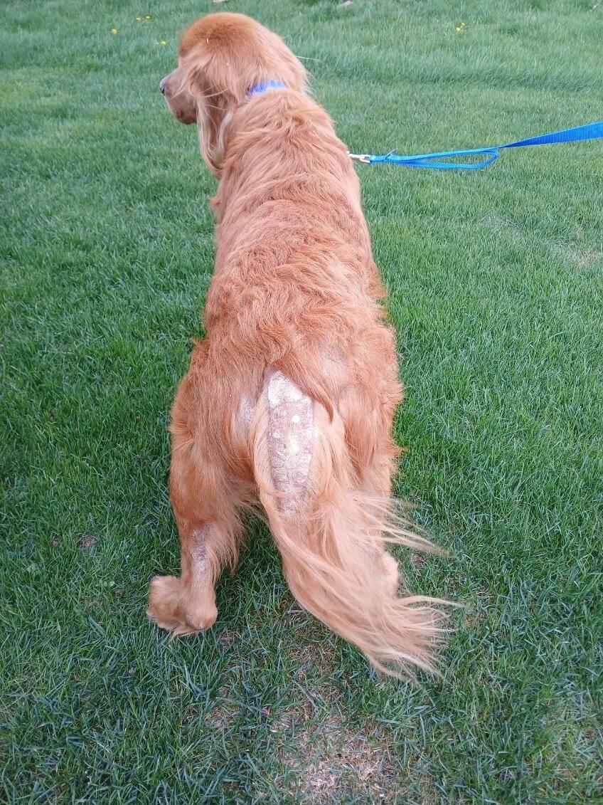 Enlarge Waylon, a ADOPTABLE Golden Retriever in Waterville, OH image 3/3