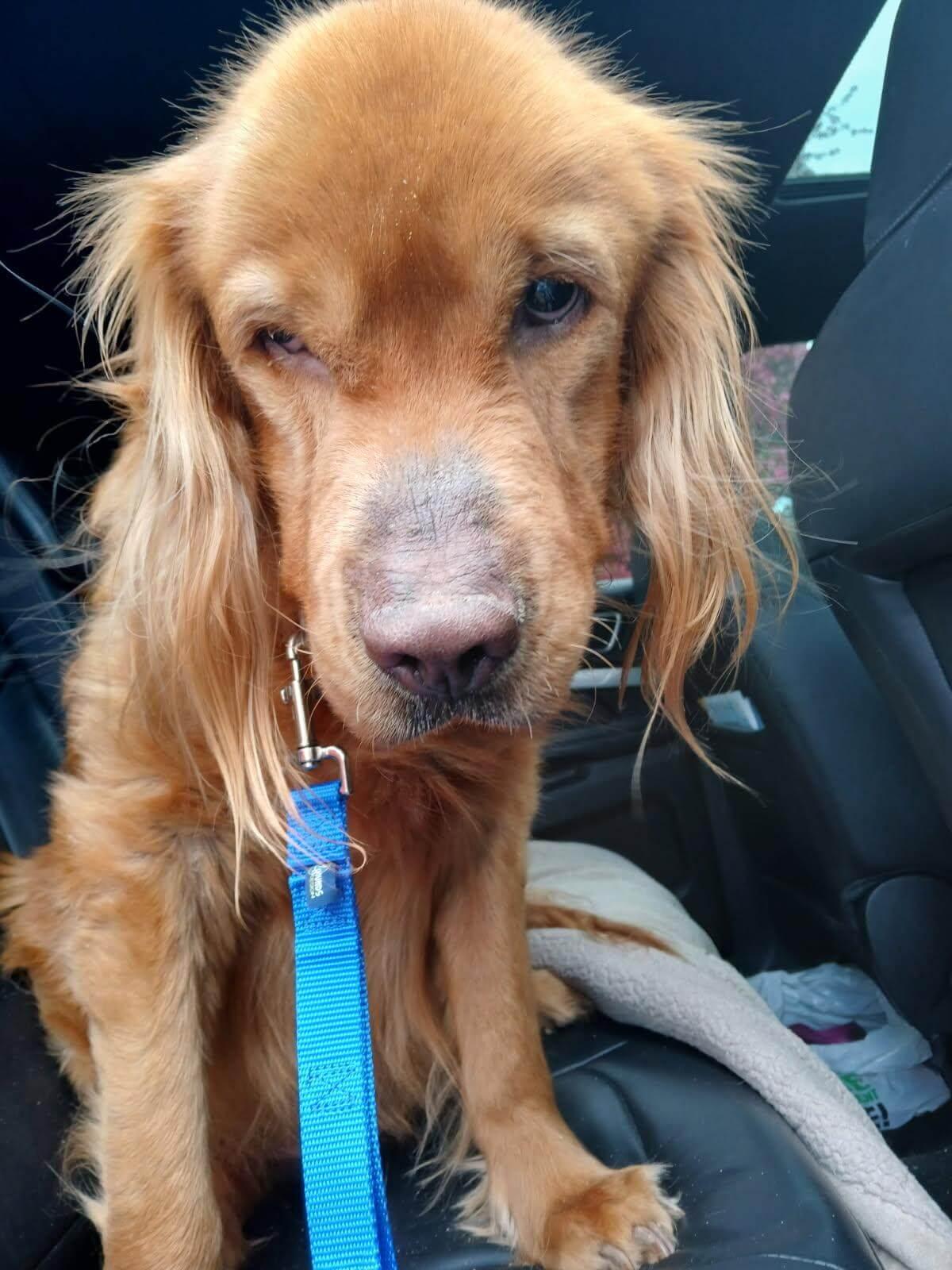 Waylon, ADOPTABLE, Adult Male Golden Retriever.