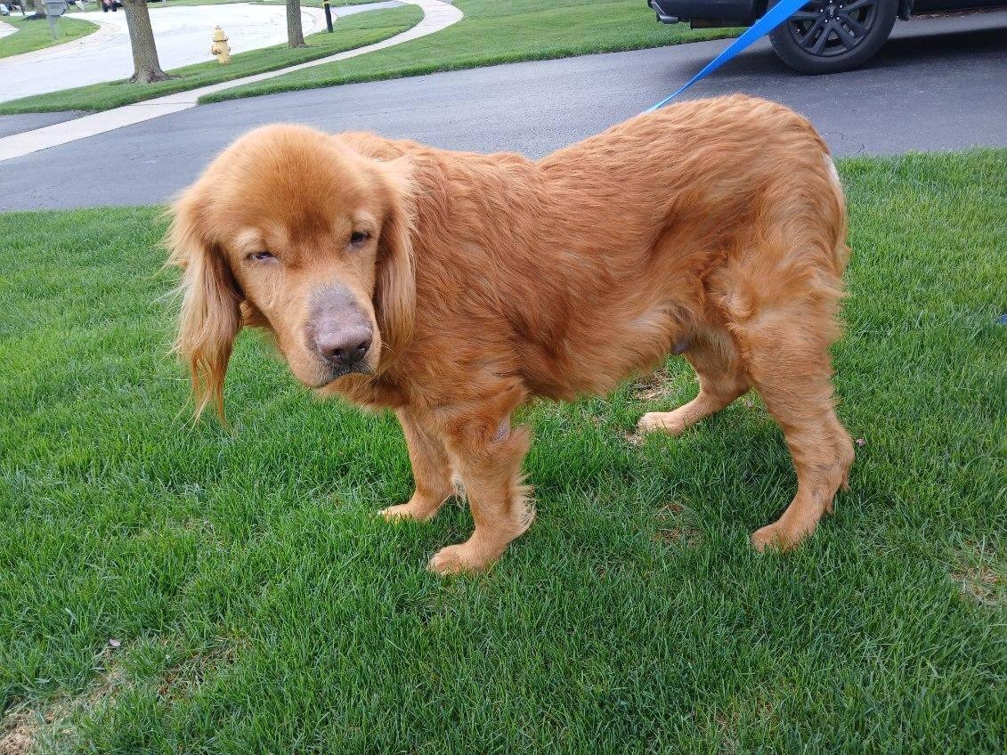 Enlarge Waylon, a ADOPTABLE Golden Retriever in Waterville, OH image 2/3