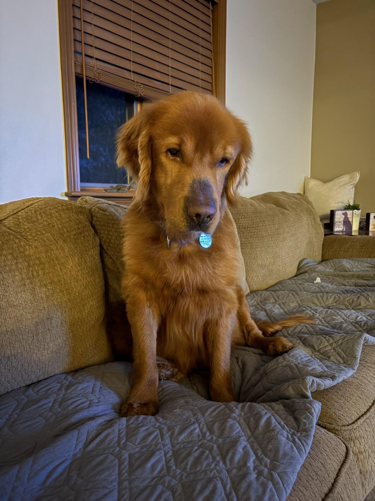 Enlarge Waylon, a ADOPTABLE Golden Retriever in Waterville, OH image 2/5
