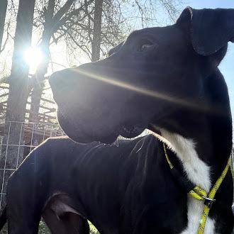 Enlarge Sammy, a Adoptable Great Dane in Oswego, IL image 1/6