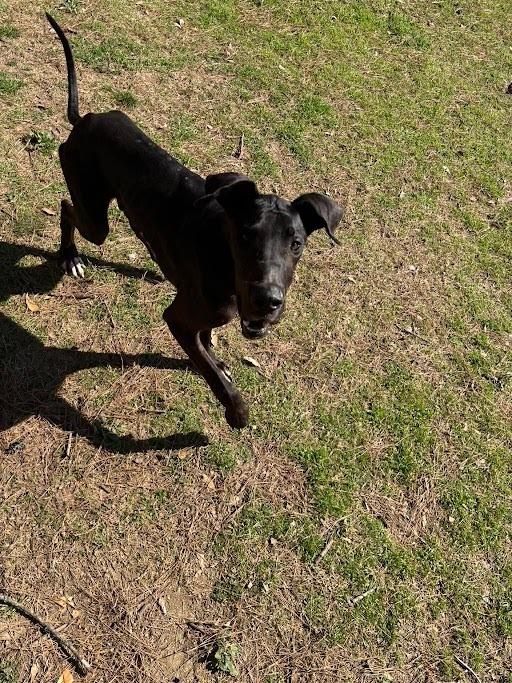 Enlarge Sammy, a Adoptable Great Dane in Oswego, IL image 2/6
