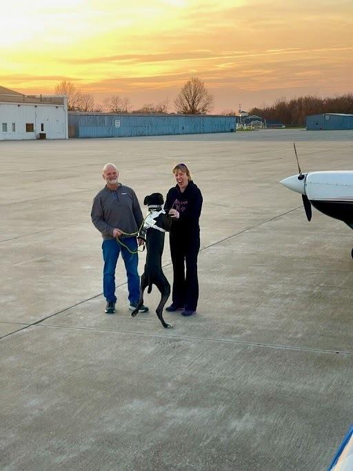 Enlarge Sammy, a Adoptable Great Dane in Oswego, IL image 3/6