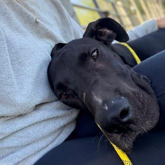 Enlarge Sammy, a Adoptable Great Dane in Oswego, IL image 5/6