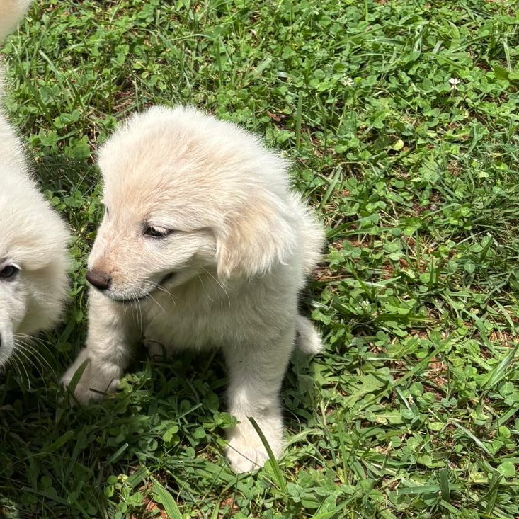 OSCAR (GPP6), Adopted, Puppy Male Great Pyrenees.