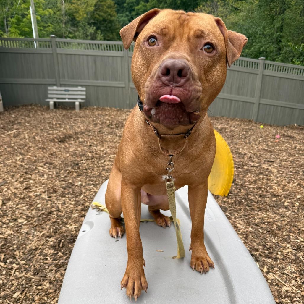 Enlarge Rudy, a Adoptable American Staffordshire Terrier in Briarcliff Manor, NY image 3/6