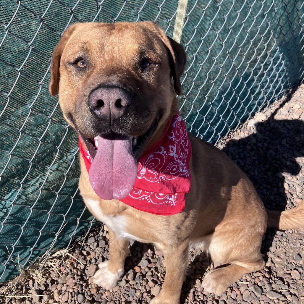 Sargent, Adoptable, Adult Male Pit Bull Terrier & Mixed Breed.