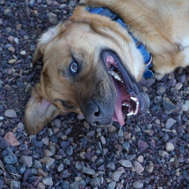 Sargent, Adoptable, Adult Male Pit Bull Terrier & Mixed Breed.