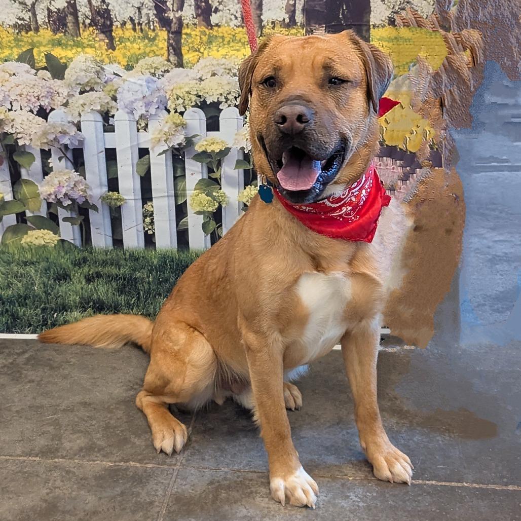 Sargent — thumbnail 3