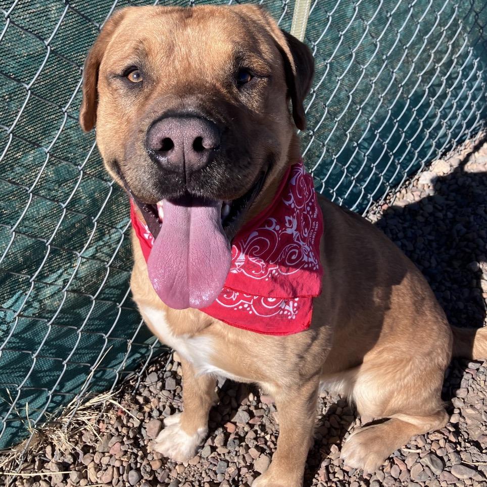 Sargent — thumbnail 4