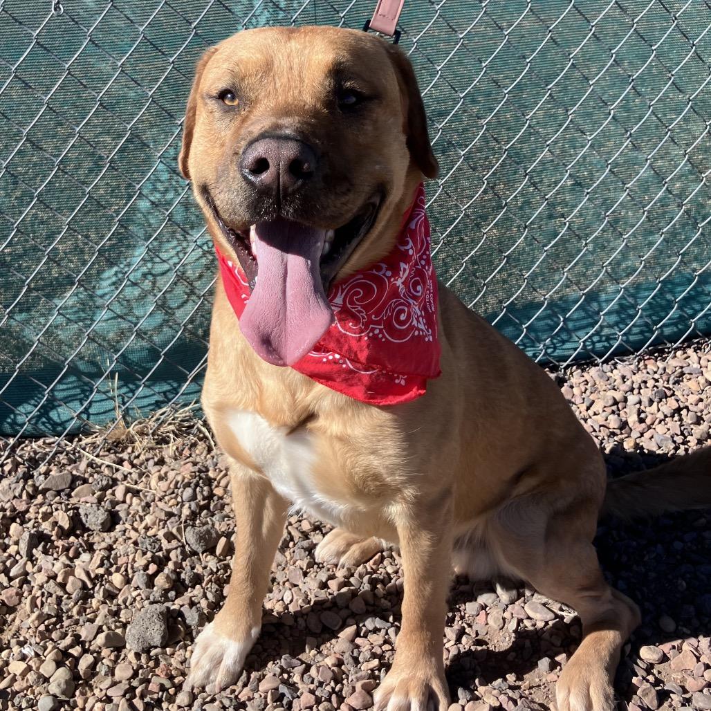 Sargent — thumbnail 5