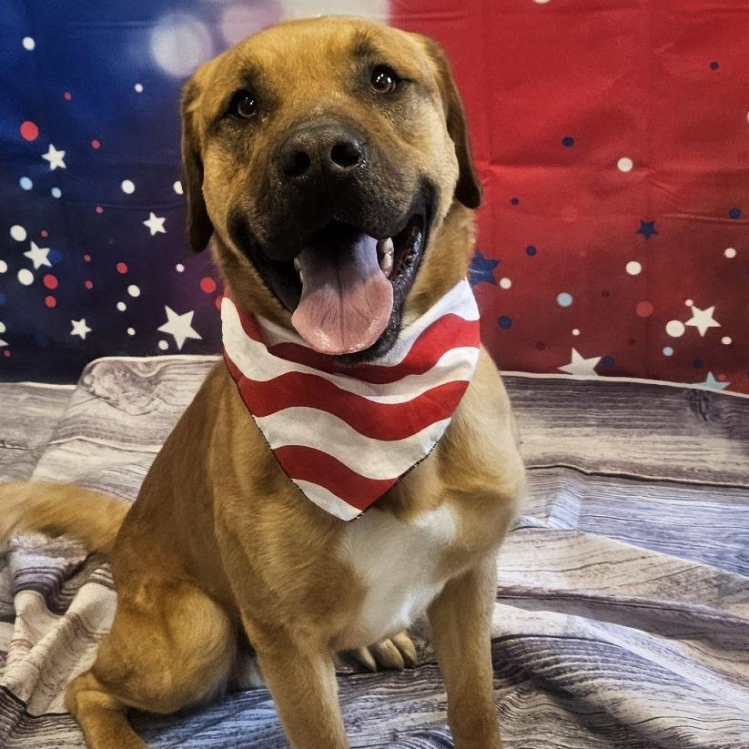 Sargent — thumbnail 6